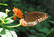 Ayurveda