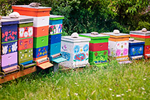 Bienenstöcke bunt angemalt