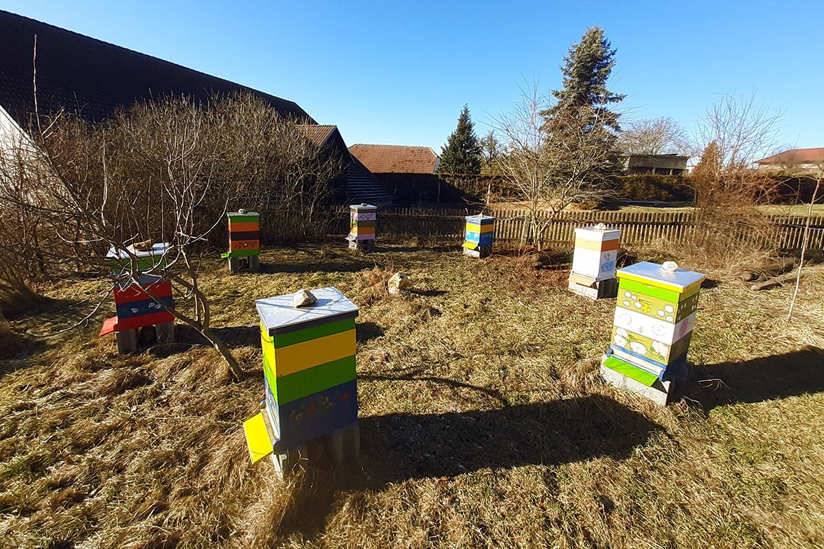 Siebensternhonig im Wintergarten