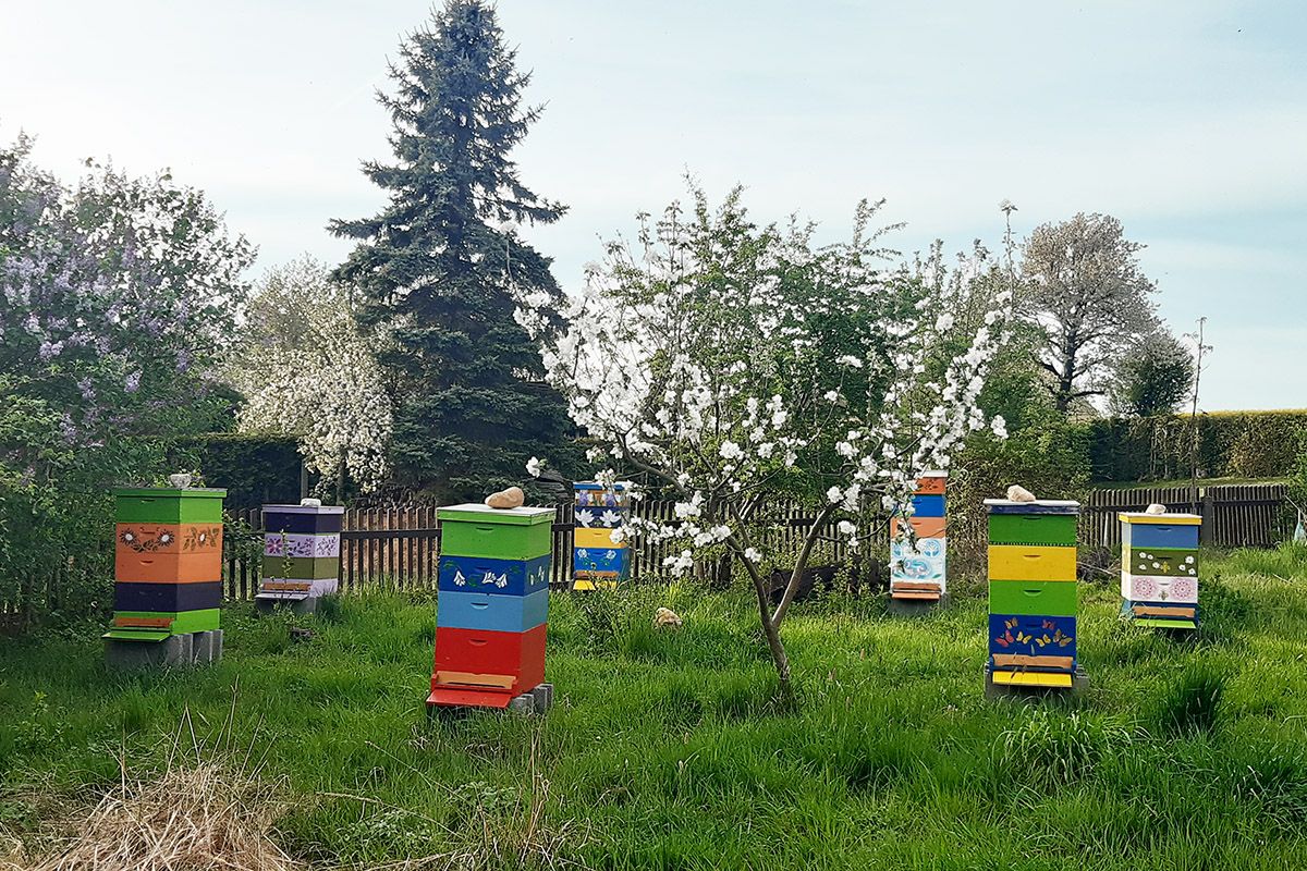 Siebensternhonig im Sommer Garten